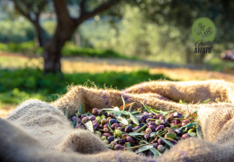 “L’Olio Piccante è Migliore?” – Verità e Falsi Miti sull’Extravergine